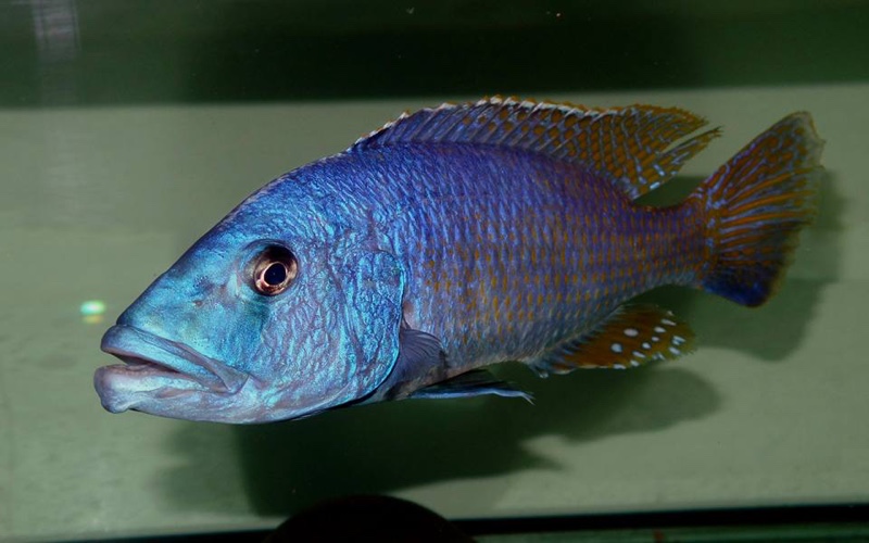 Tyrannochromis nigriventer